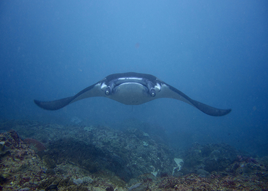 Indonesia-Nusa Lembongan-Meeting Marine Megafauna