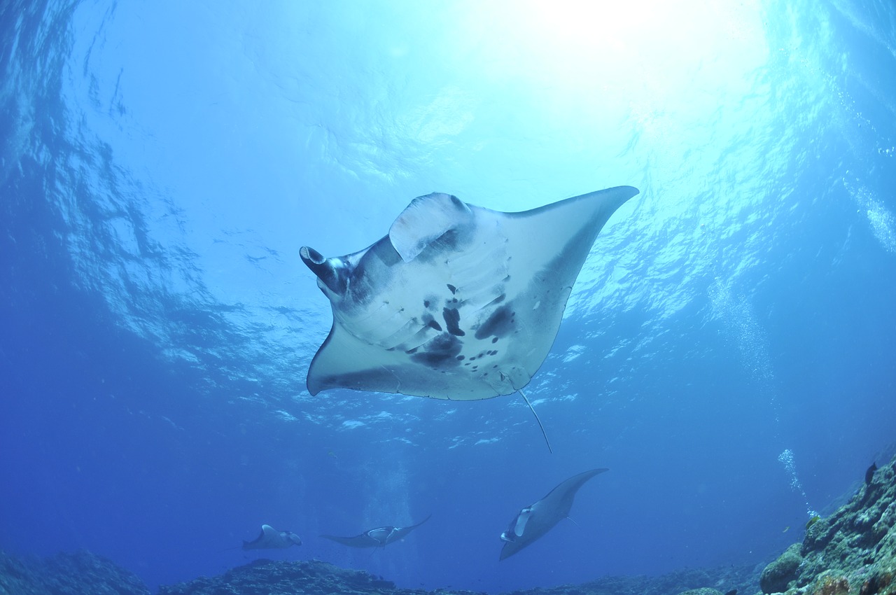 Sea-Heritage-Lembongan-Manta