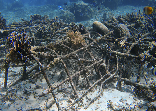 Indonesia-Gili T-Reef Check or Biorocks, the coral restoration: see, act!