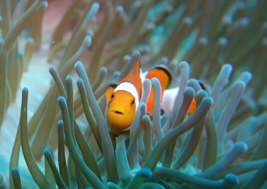 Sea-Heritage-Clownfish-Indonésie-Lembongan