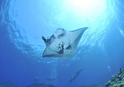 SEA HERITAGE Voyage à destination de  Indonésie -  Identification des poissons, plongée avec la raie Manta