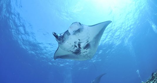 Travel to Indonesia - Identifying fish species with a focus on manta rays