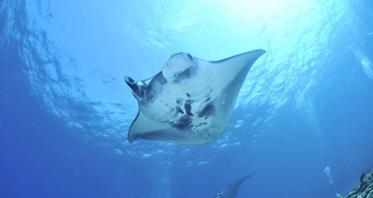 Voyage à destination de Indonésie -  Identification des poissons, plongée avec la raie Manta