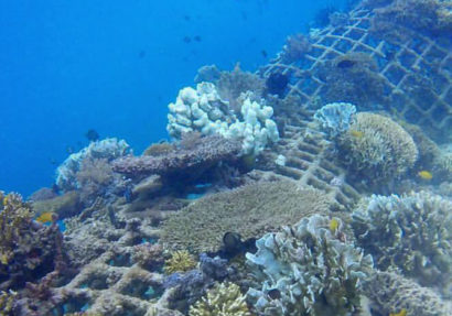 SEA HERITAGE Voyage à destination de  Indonesia - Two islands, two methods, the same goal: reef reconstruction