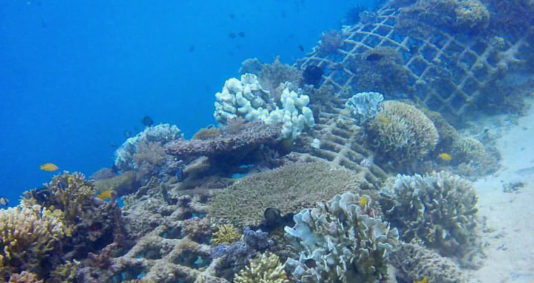 Travel to Indonesia - Two islands, two methods, the same goal: reef reconstruction