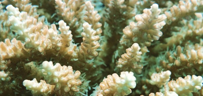 Indonesia-Nusa Lembongan-The coral reefs according to biologist Andrew Taylor