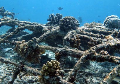 SEA HERITAGE Voyage à destination de  Indonesia - Reef Check or Biorocks, the coral restoration: see, act!