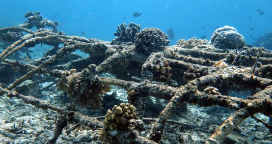 Travel to Indonesia - Reef Check or Biorocks, the coral restoration: see, act!