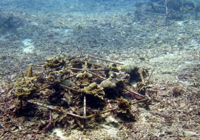 SEA HERITAGE Voyage à destination de  Indonesia - The coral reefs according to biologist Andrew Taylor