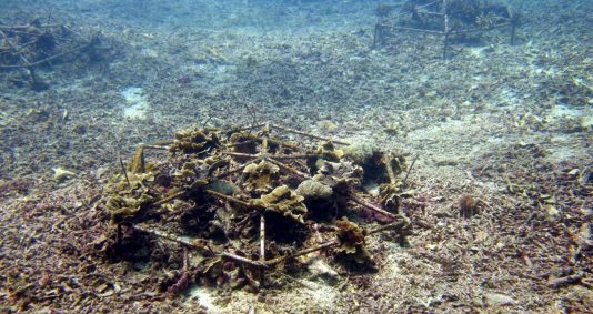 Voyage à destination de Indonésie - Restauration du récif corallien selon le biologiste Andrew Taylor.