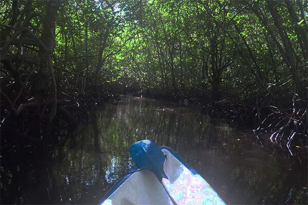 sea-heritage-lembongan-mangrove