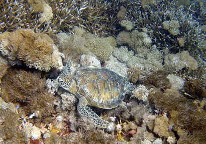 SEA HERITAGE Voyage à destination de  Indonésie - Plongée découverte de la Mega Fauna sous marine.