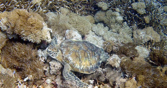 Voyage à destination de Indonésie - Plongée découverte de la Mega Fauna sous marine.