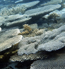 How to Save Coral Reefs ? (Part 1)