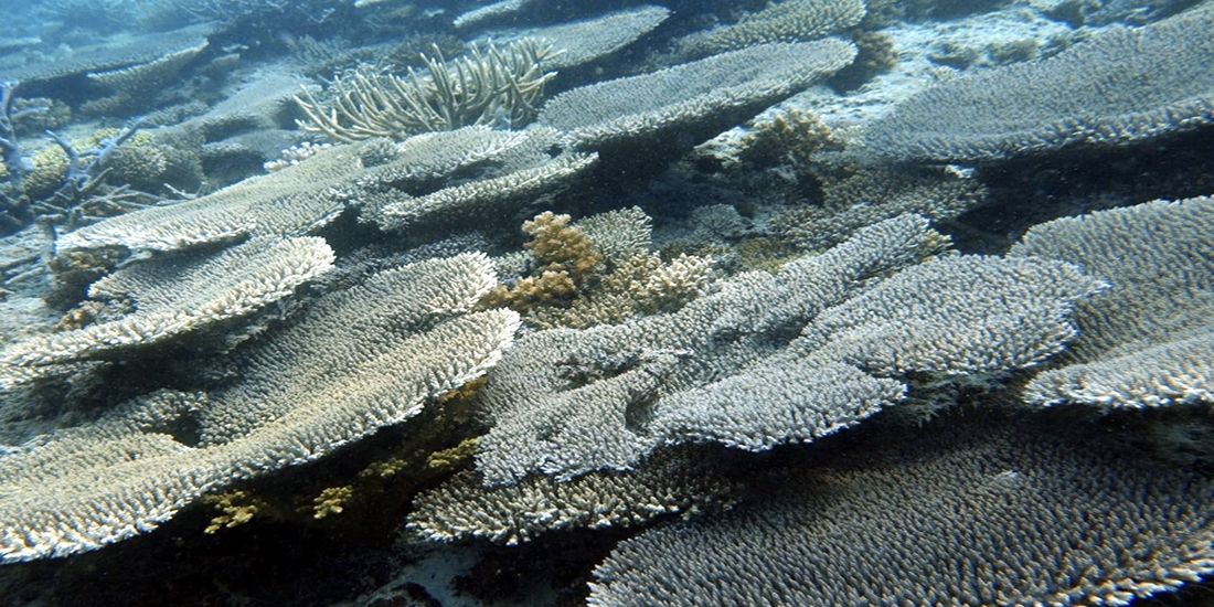 Sea-Heritage-coraux-ecologie-gili-restauration