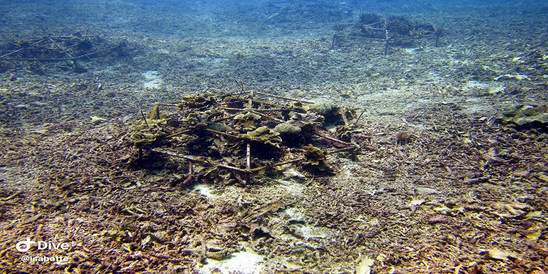 Sea-heritage-blue-corner-lembongan-recif-artificiel