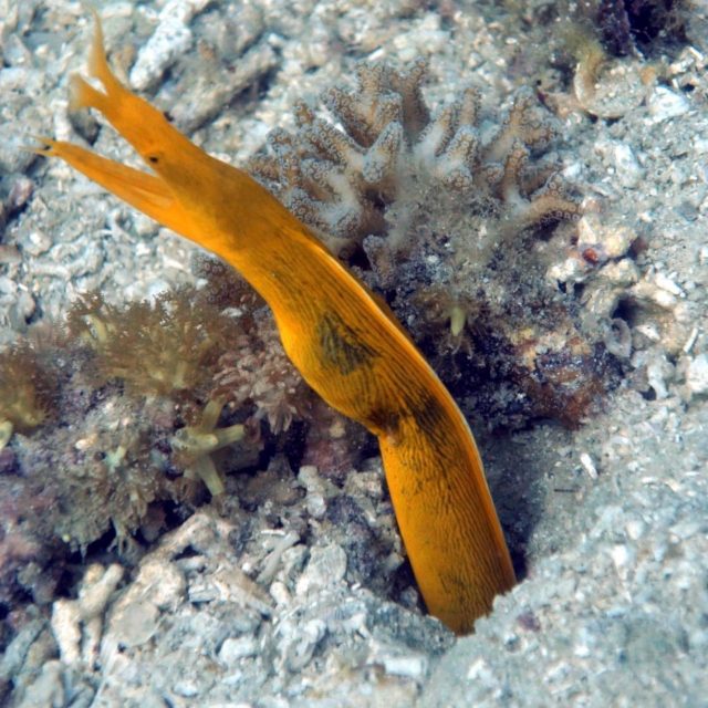 Eco dive.... how cute is this moray eel!!! Bright yellow... love it, preserve it!
#ecodive #bali #gilitrawangan #nusalembongan #giliecotrust #bluecornerdive #seaheritagetravel #scubadiving #travel