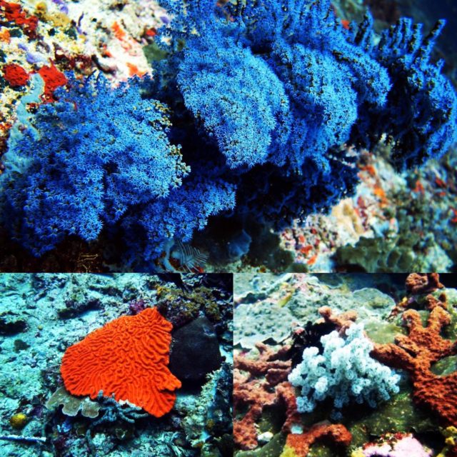 Corals... all colors, different species!! No filter 
#lembongan #ecodive  #coralreef #fullcolor #nofilter #seaheritagetravel  #scubadiving #travel