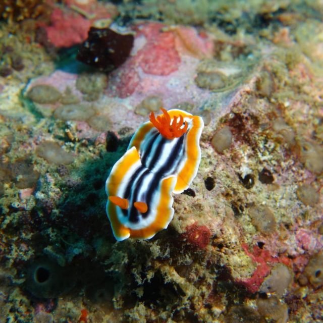 Protect! Tiny nudibranch! Eco dive!!
#lembongan #nudibranchs #ecodive #underwaterecology #protecttheocean #seaheritagetravel #scubaworld #scubadiving #travel #underwaterphotography