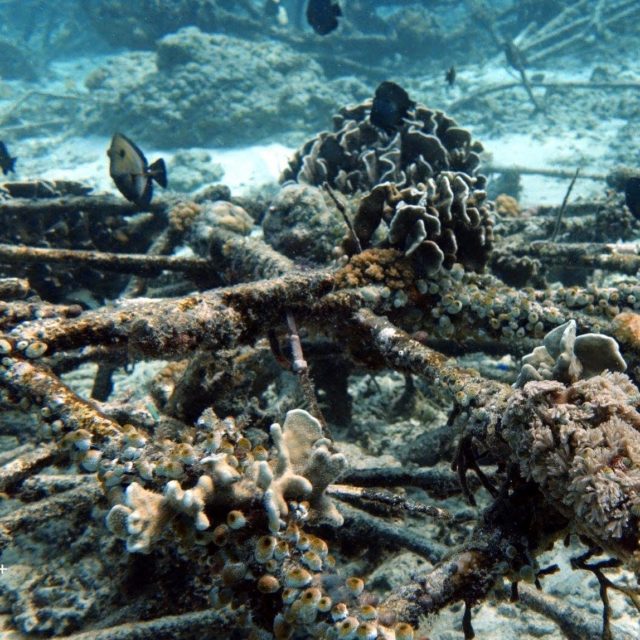 Healthy corals, artificial reef... how to rebuild the reef
#coralreef #reefrestoration #gilitrawangan #giliecotrust #ecodive #seaheritagetravel #scuba #travel