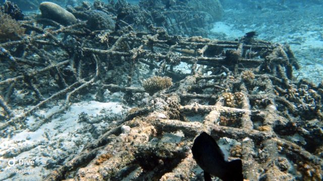 Biorocks !! Reef restoration !! #giliecotrust #gilitrawangan #ecodive #reefrestoration #biorock #seaheritagetravel #scubadiving #travel