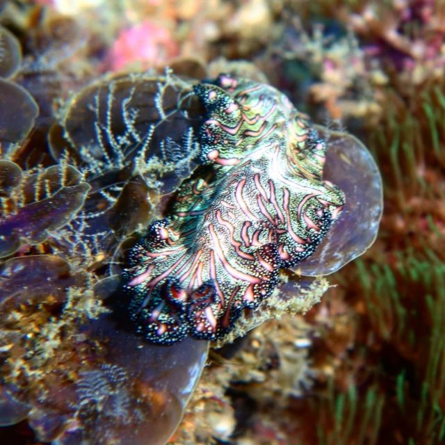 Full color!!! So cute nudi!! Discover, learn and protect!!
#ecodive #nudibranchs #marinelife #underwaterecology #seaheritagetravel  #scubadiver #travel