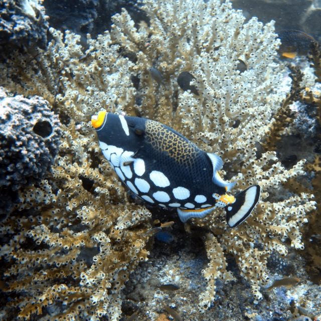 Clown triggerfish!! Amazing fish!!! #ecodive #clowntriggerfish #reefrestoration #seaheritagetravel #scubadiving #travel