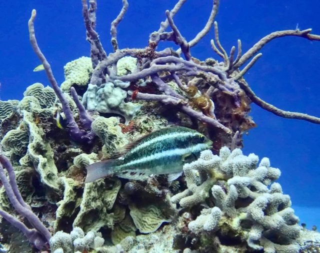 Coral reef! Ecodive!
#coralreefrestoration #ecodive #reef #healthyreef #underwaterecology #seaheritagetravel #scubadiving #travel