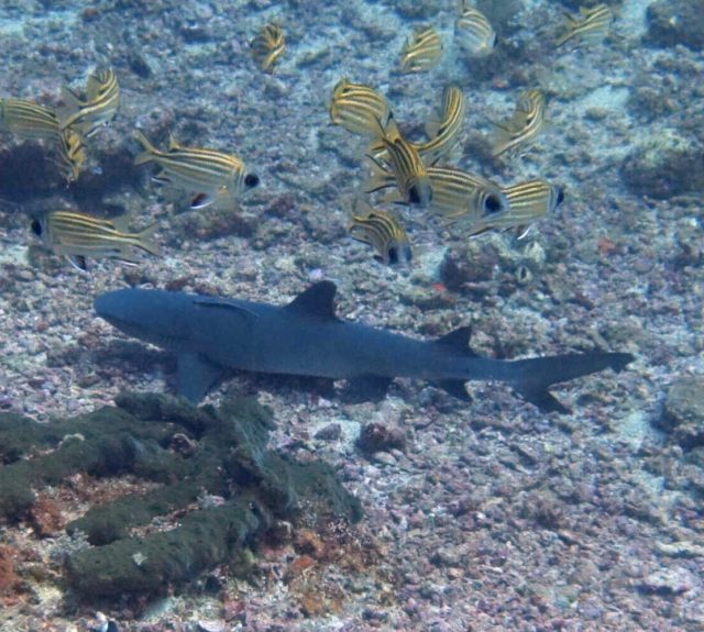 Shark, Gili shark!!!!
#sharkconservation #gilitrawangan #giliecotrust #ecodive #seaheritagetravel #scubadiving #travel