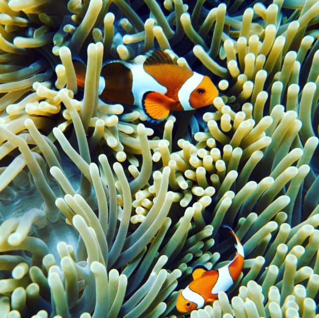 Eco dive!! Do you know that clownfish are really territorial fish! Discover fish ID in our Indonesia trip destinations!!
#ecodive #gilitrawanganisland #lembongan #seaheritagetravel #fishid #clownfish #travel #scubadiving
