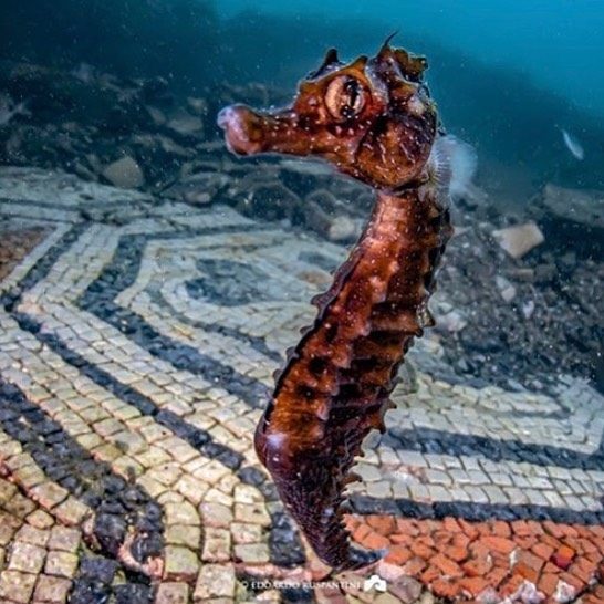 Historical Dive... in Baia! Dive in Roman Empire history! 
Photo crédit: Subaia Dive Center
#historicaldive #subaia #baia #romanempire #mosaics #underwaterphotography #naples #seaheritagetravel #scubadiving #travel